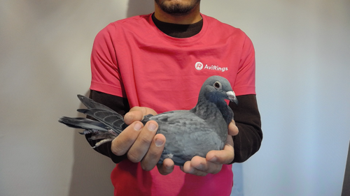 Pigeon image