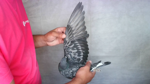 Pigeon image