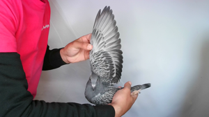 Pigeon image