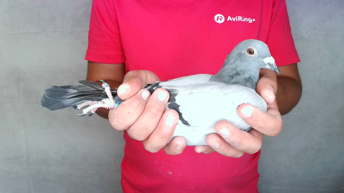 Pigeon image