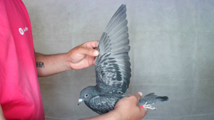 Pigeon image