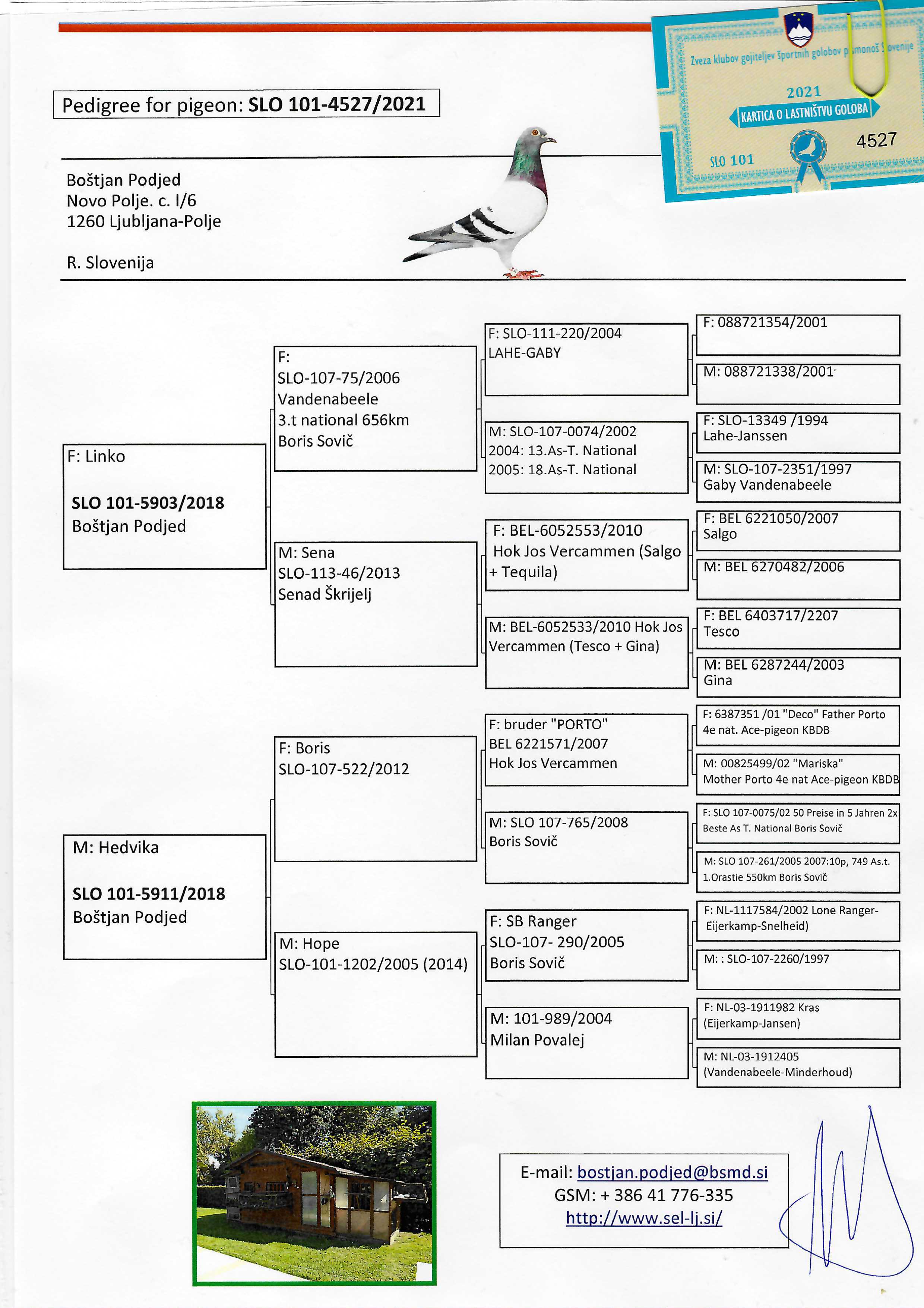 Pigeon pedigree image