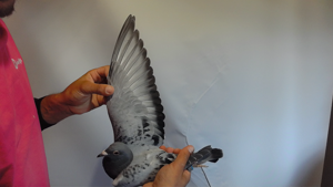 Pigeon image