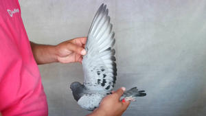 Pigeon image