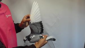 Pigeon image