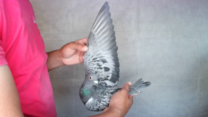 Pigeon image
