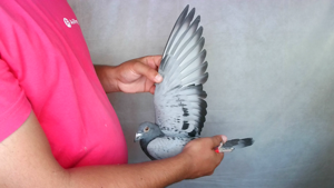 Pigeon image