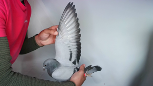 Pigeon image