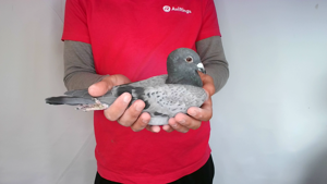 Pigeon image