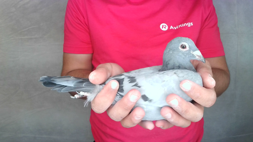 Pigeon image