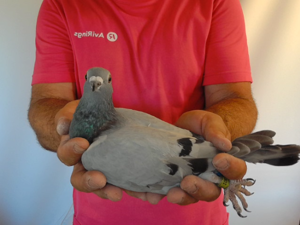 Pigeon image
