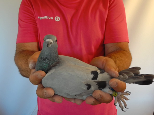 Pigeon image