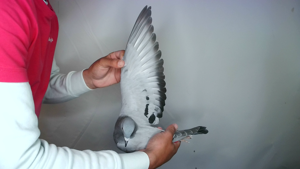 Pigeon image
