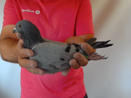 Pigeon image