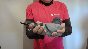 Pigeon image