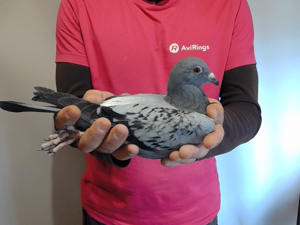 Pigeon image