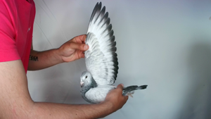 Pigeon image