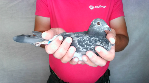 Pigeon image