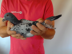 Pigeon image