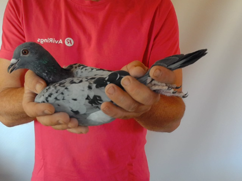 Pigeon image
