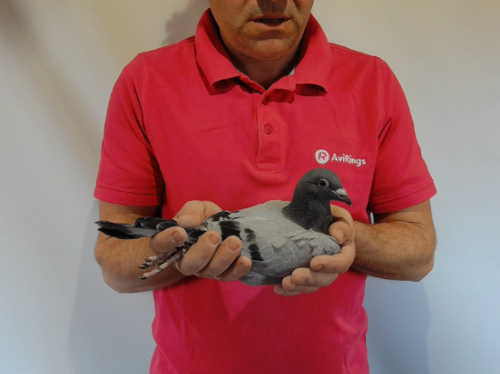 Pigeon image