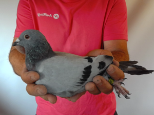 Pigeon image