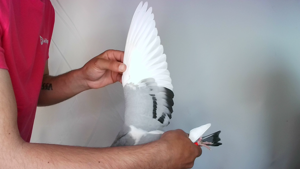 Pigeon image