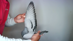 Pigeon image