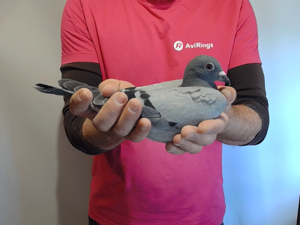 Pigeon image