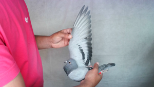 Pigeon image