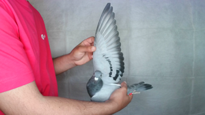 Pigeon image