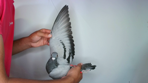Pigeon image