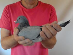 Pigeon image