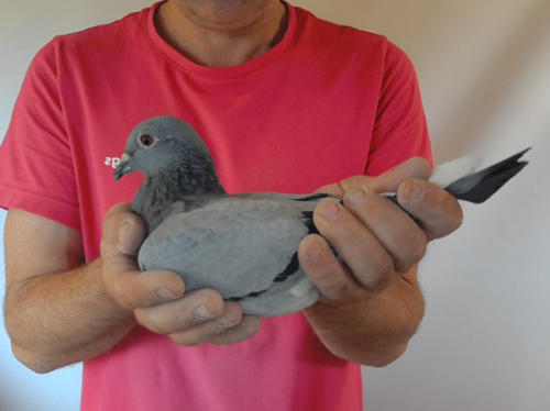 Pigeon image
