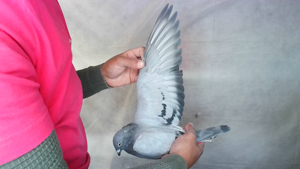 Pigeon image