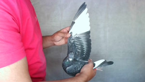 Pigeon image