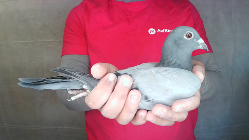 Pigeon image