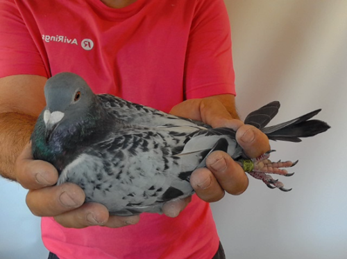 Pigeon image