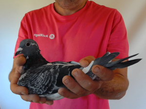 Pigeon image