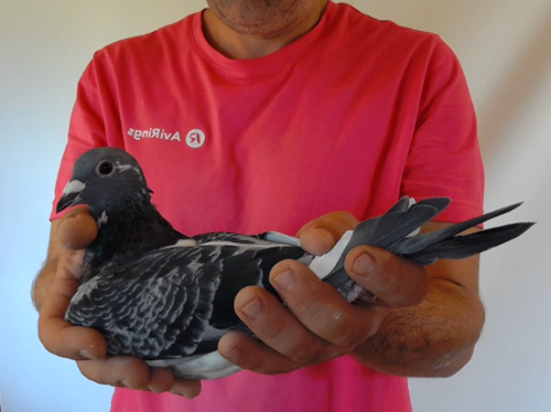 Pigeon image