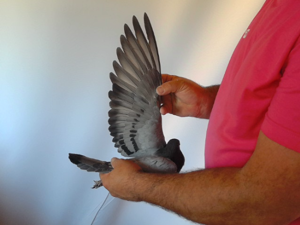 Pigeon image