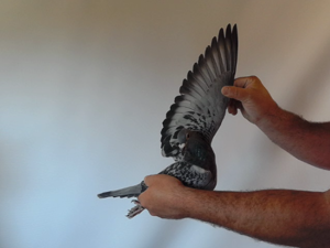 Pigeon image