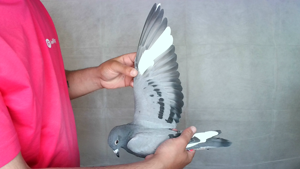 Pigeon image