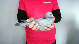 Pigeon image
