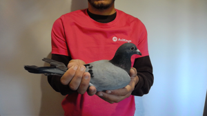 Pigeon image