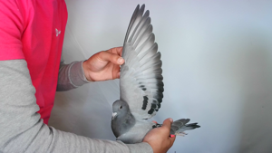 Pigeon image