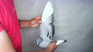 Pigeon image
