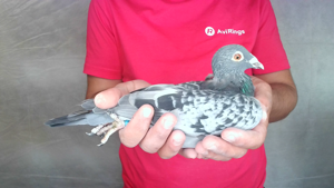 Pigeon image