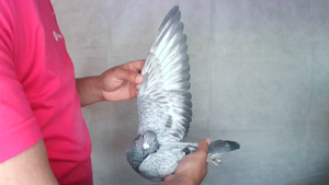 Pigeon image