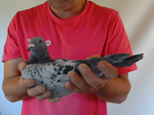 Pigeon image